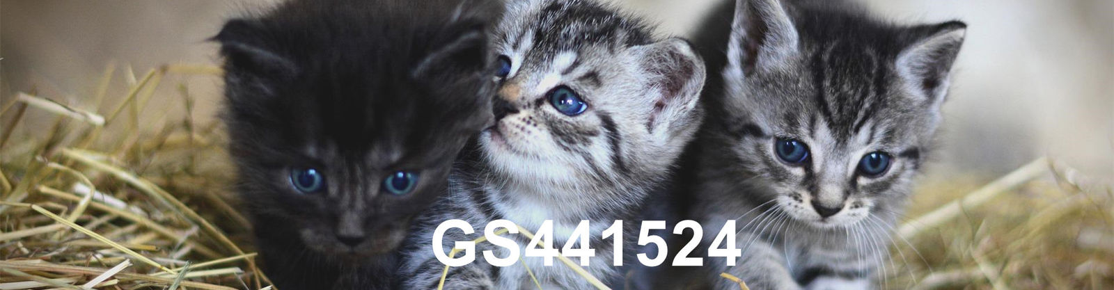 품질 GS-441524 공장